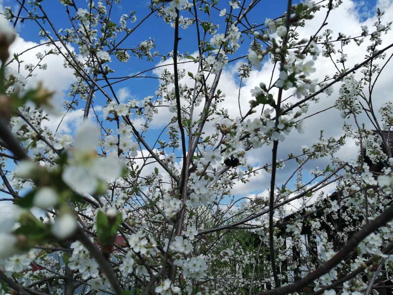 Цветение вишни фото в россии